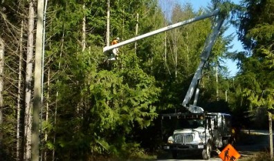 Tree Services for Gibsons, Sechelt, and the Sunshine Coast